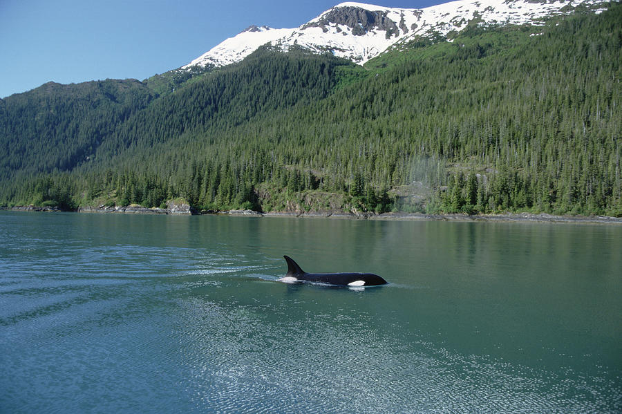 Orca Female Inside Passage Alaska Photograph by Konrad Wothe