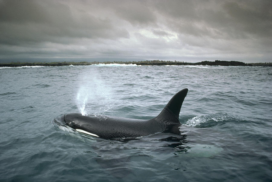 Orca Galapagos Islands Photograph by Tui De Roy