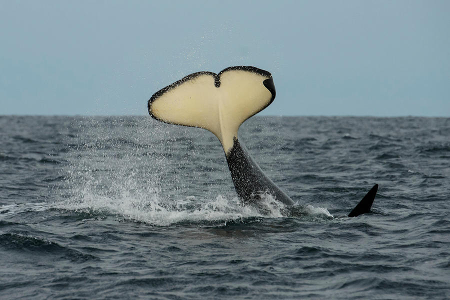 Orca Killer Whale Bashing Herring Photograph by Morten Beier