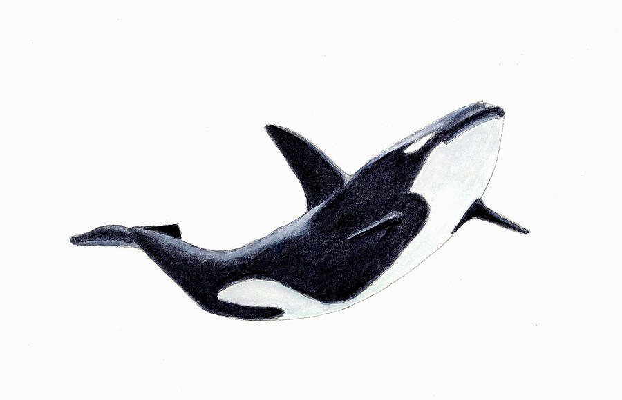 Animal Painting - Orca - Killer Whale by Michael Vigliotti