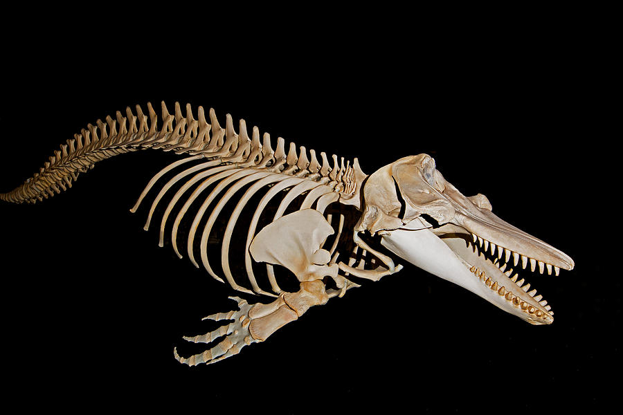 Orca Killer Whale Skeleton Photograph by Millard H. Sharp