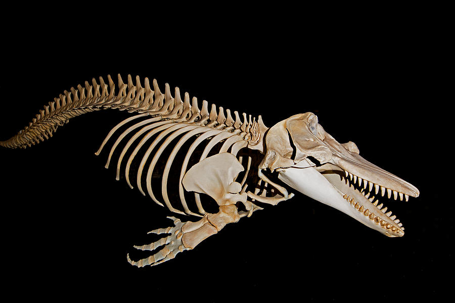 Killer Whale Skeleton Diagram