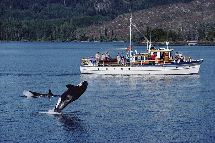 Orca Leaping And Whale Watchers Photograph by Flip Nicklin