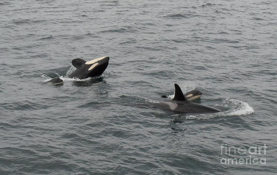 Orca Mamas In the Wild - Together Forever Photograph by Gayle Swigart