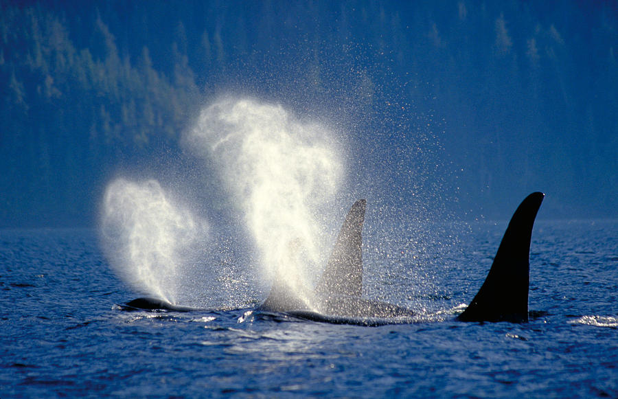 Orca Or Killer Whales Photograph by Thomas And Pat Leeson