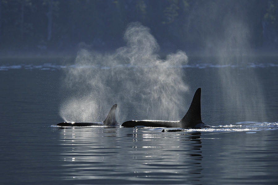 Orca pod Photograph by Don Johnston