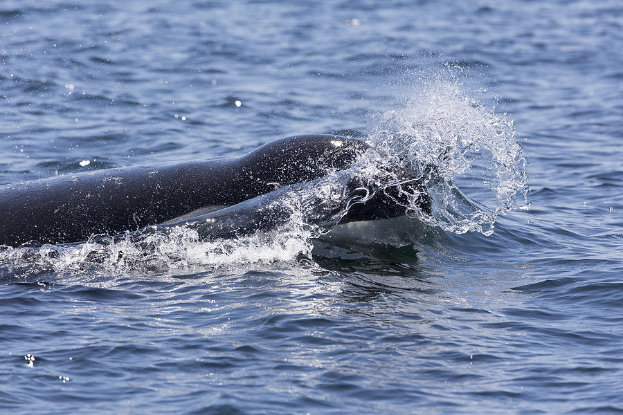 Orca Rise Photograph by Clint Rivers | Fine Art America