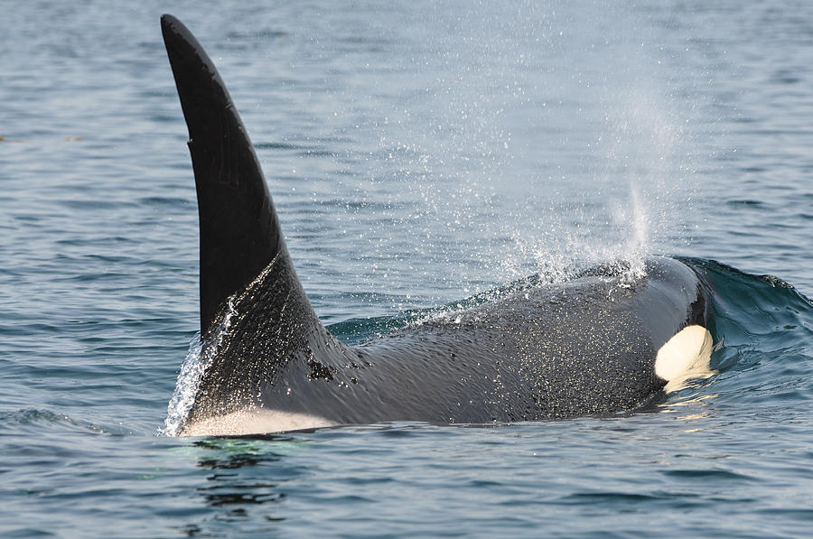 Orca Photograph by Roxy Hurtubise