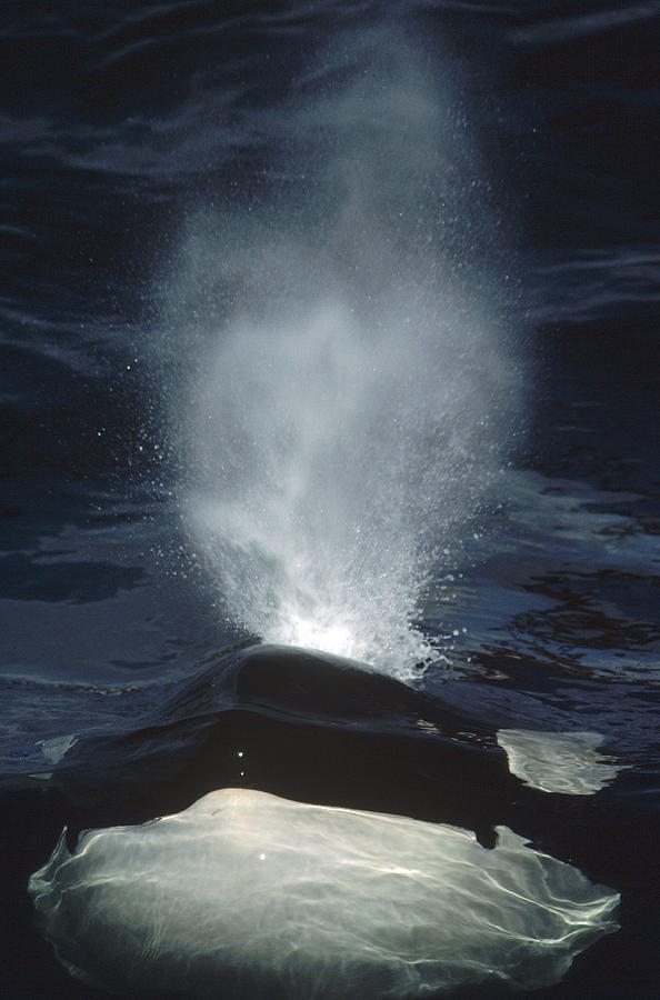 Orca Surfacing British Columbia Canada Photograph by Flip Nicklin
