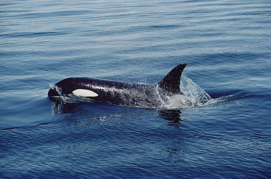 Orca Surfacing Johnstone Strait Bc Photograph by Flip Nicklin