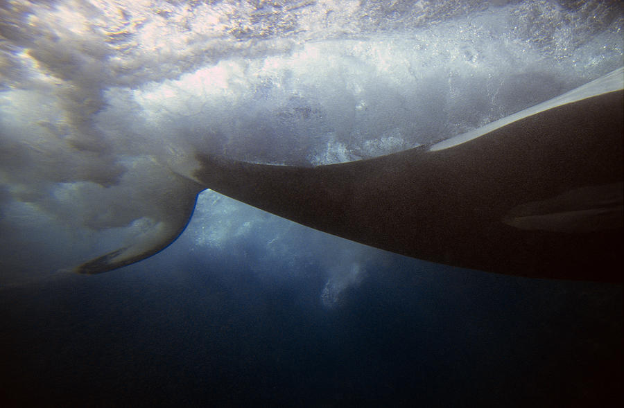 Orca Tail Slapping Photograph by Greg Ochocki