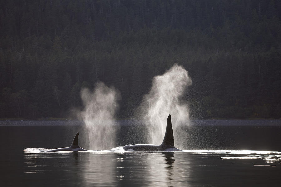 Orca Whales Surface Along A Forested Photograph By John Hyde