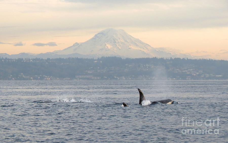 Wildlife Photograph - Orcas and Mt. Rainier by Gayle Swigart