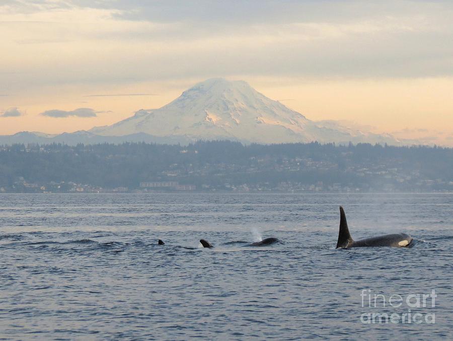 Orcas and Mt. Rainier II Photograph by Gayle Swigart