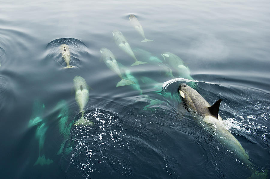 Orcas Bow Riding Photograph by Rebecca Yale