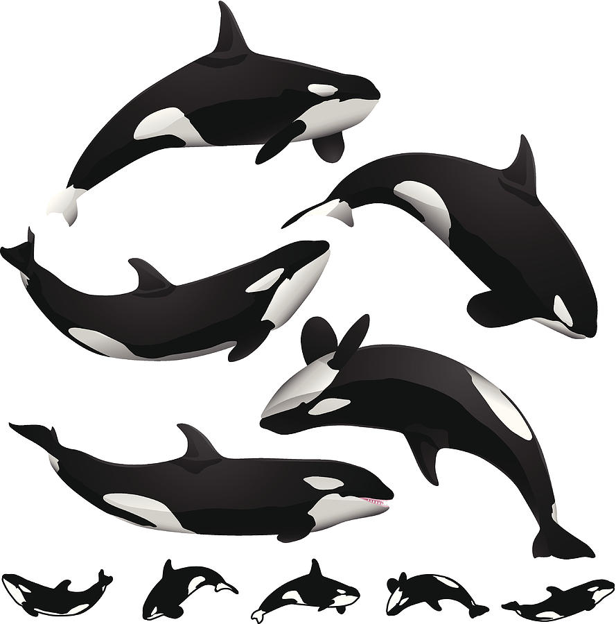 Orcas Drawing by Filo