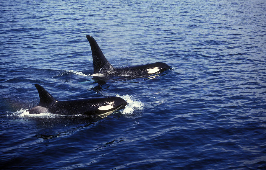 Orcas Photograph by Greg Ochocki