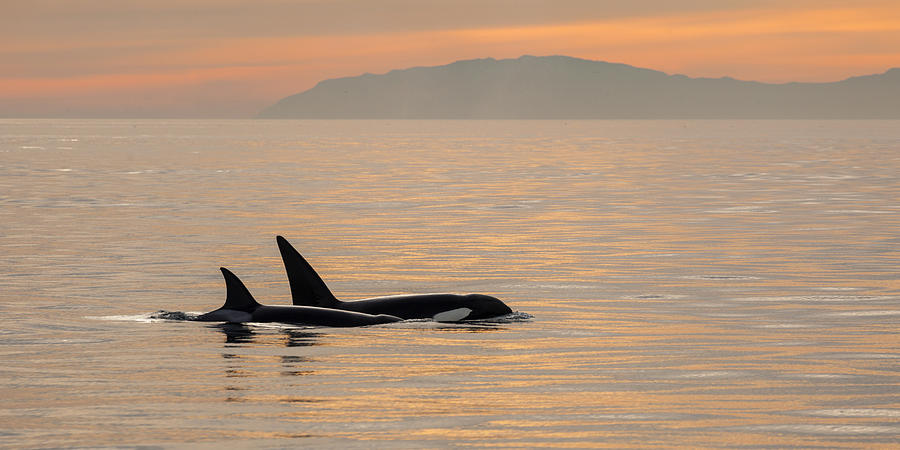 Orcas off the California Coast Photograph by Cliff Wassmann