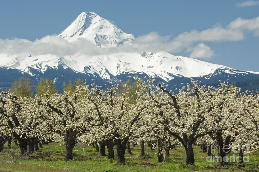 Orchard And Mount Hood Oregon Photograph by John Shaw