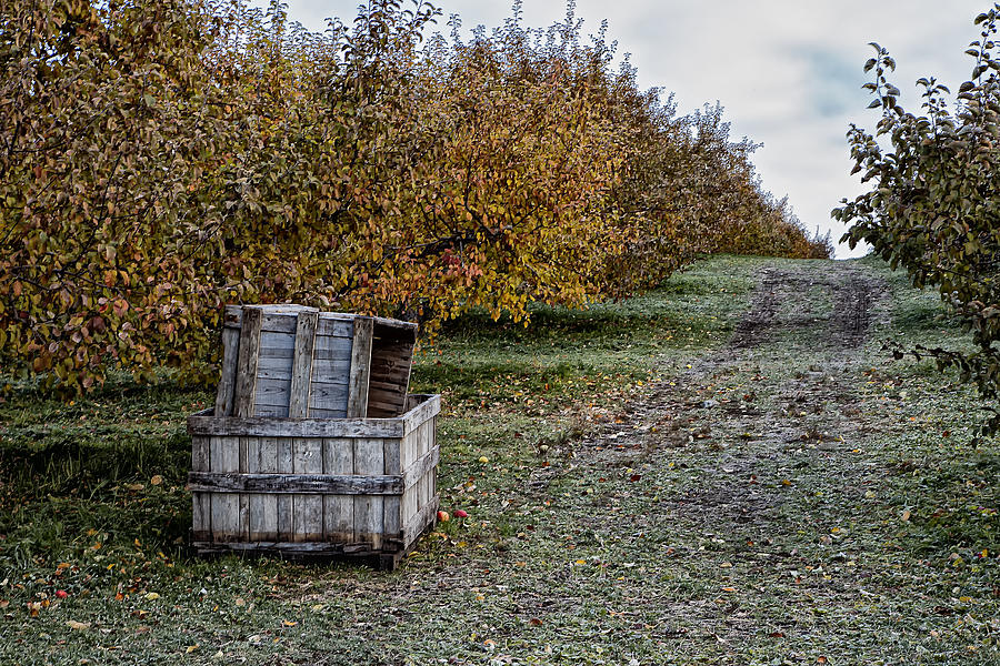 Orchard Apple Boxes Photograph by Tom Singleton