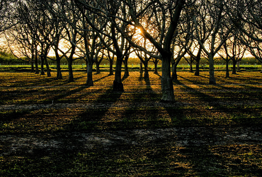 Orchard At Sunset Photograph by Robert Woodward