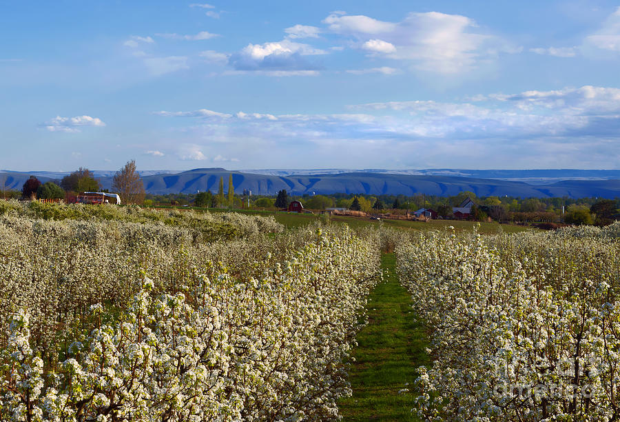 Orchard Country Spring Photograph by Michael Dawson