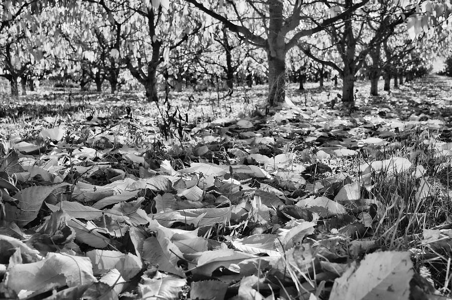 Orchard Floor View Monotone Photograph by Allan Van Gasbeck