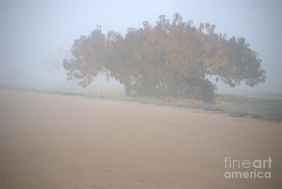 Orchard Fog Photograph by Sharon Elliott