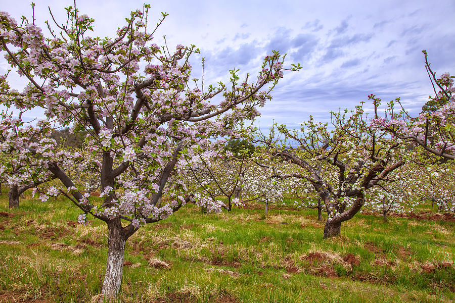 Orchard in Bloom Photograph by Diana Powell