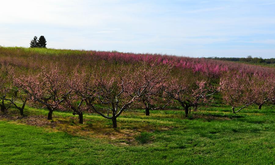 Spring Photograph - Orchard in Spring ll by Michelle Calkins