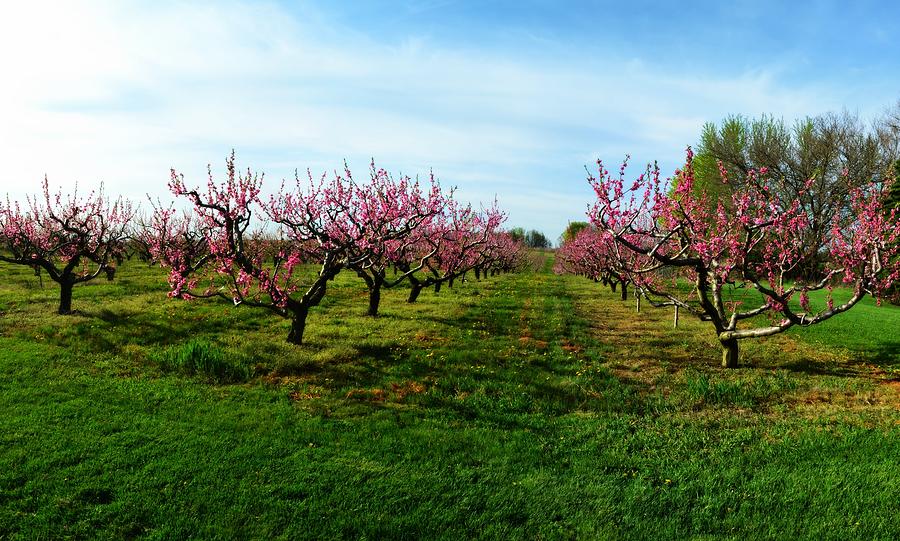 Orchard in Spring Photograph by Michelle Calkins