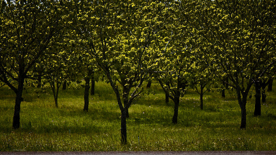 Orchard In Springtime. Independence Texas Photograph