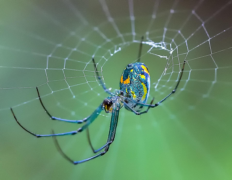 Orchard Orb Weaver Photograph by Darby Donaho | Fine Art America