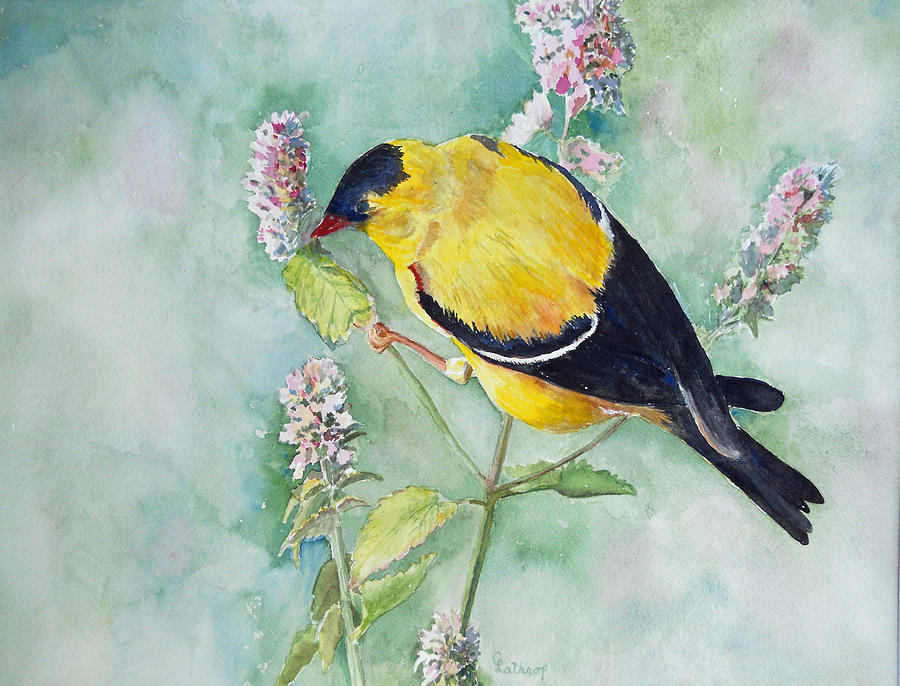Orchard Oriole Painting by Christine Lathrop
