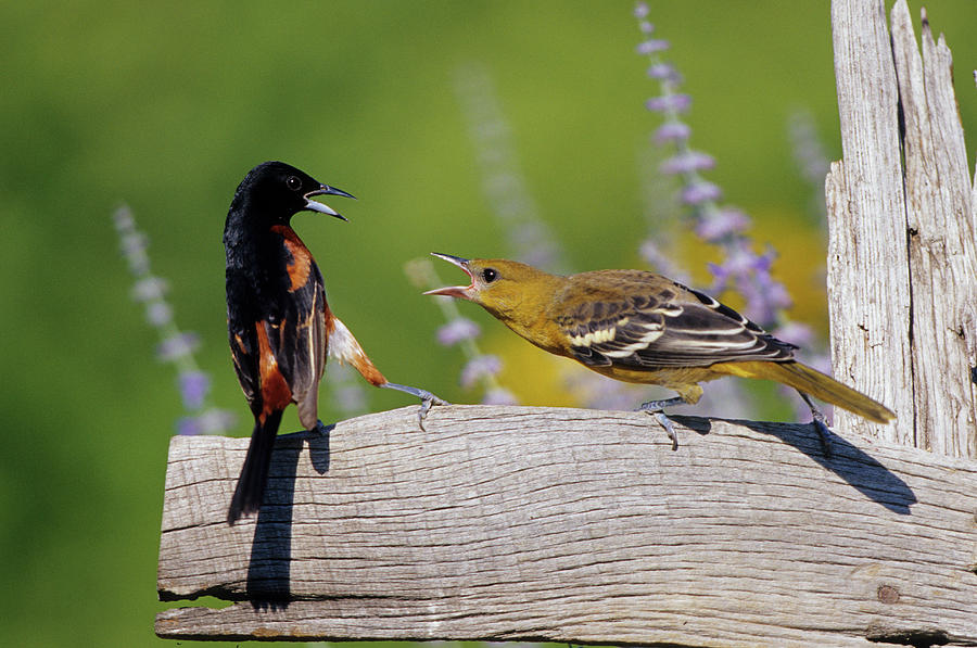 Wildlife Photograph - Orchard Oriole (icterus Spurius by Richard and Susan Day