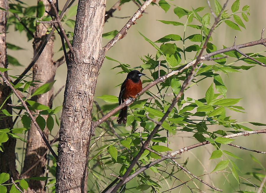 Orchard Oriole Male Photograph by John Dart
