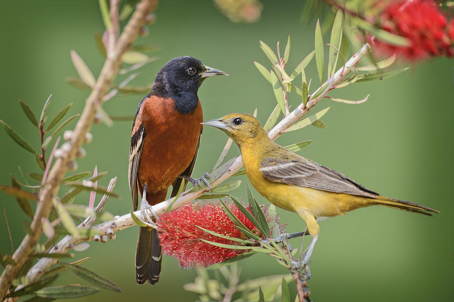 Oriole Photograph - Orchard Oriole Pair by Bonnie Barry
