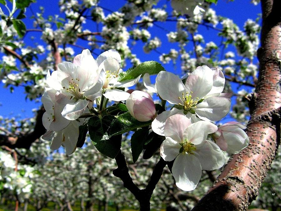 Orchard Ovation Photograph