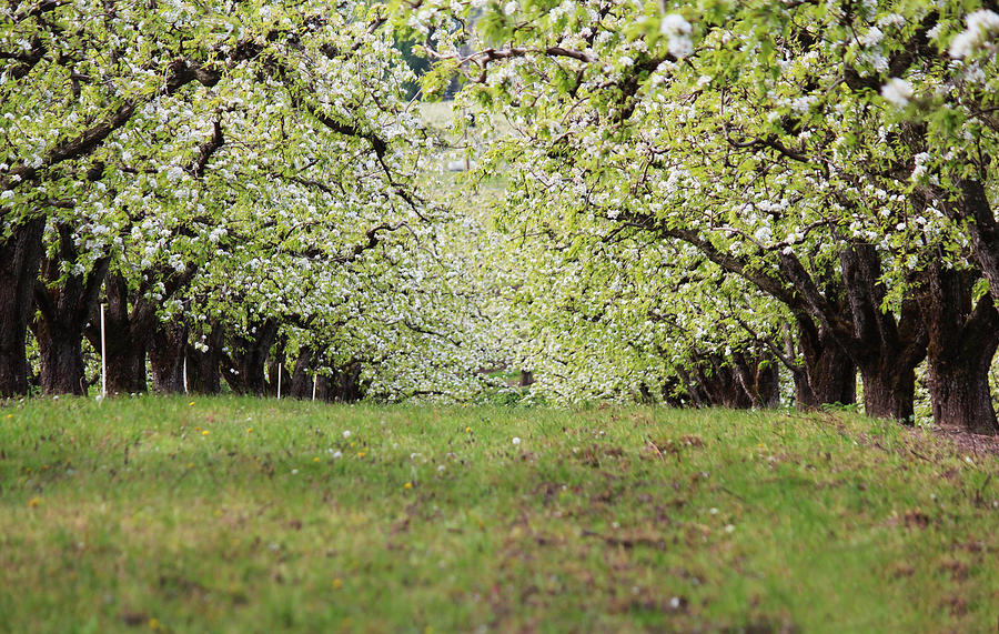 Orchard Photograph by Patricia Babbitt