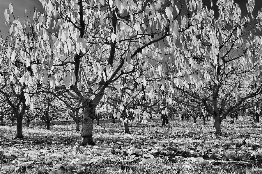 Orchard Trees and Leaves Monotone Photograph by Allan Van Gasbeck