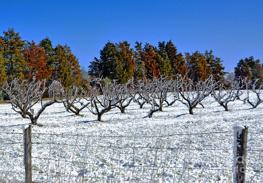Orchard Under Freeze Photograph by Lydia Holly