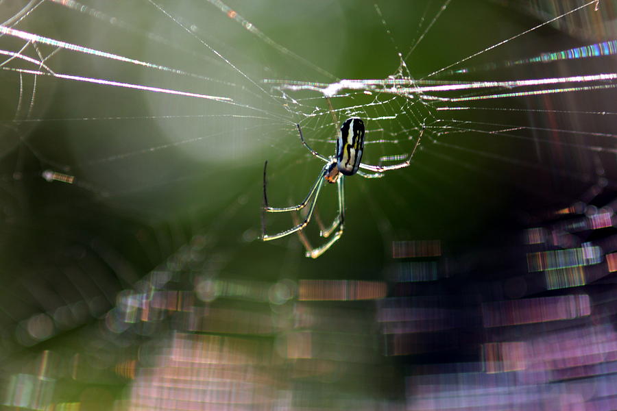 Animal Photograph - Orchard Web by Greg Allore