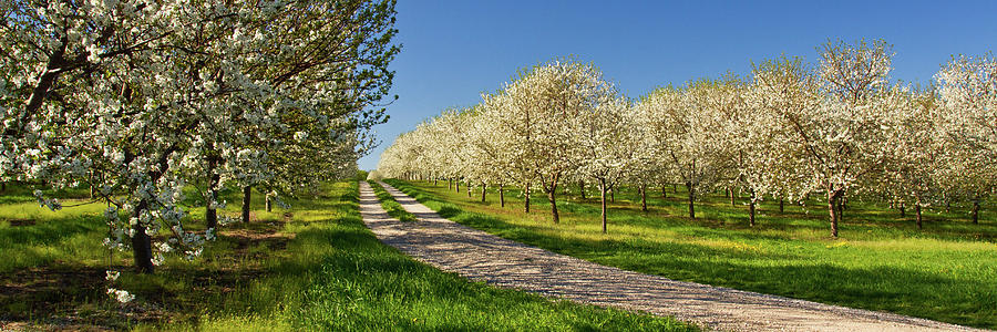 Orchards As Far As The Eye Can See Photograph by John A Gessner Photography