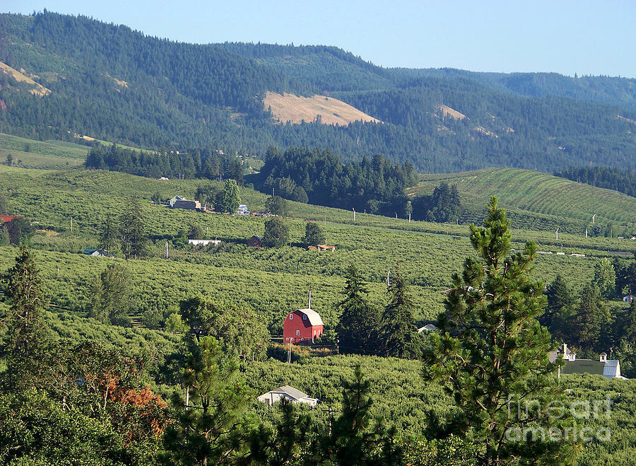 Orchards of Hood River Valley Photograph by Charles Robinson