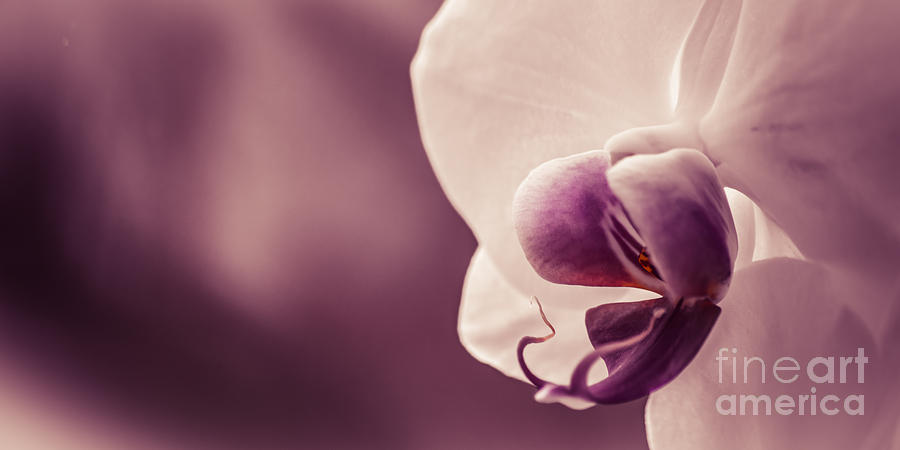 Orchid - Lilac Dark . 2x1 Photograph by Hannes Cmarits