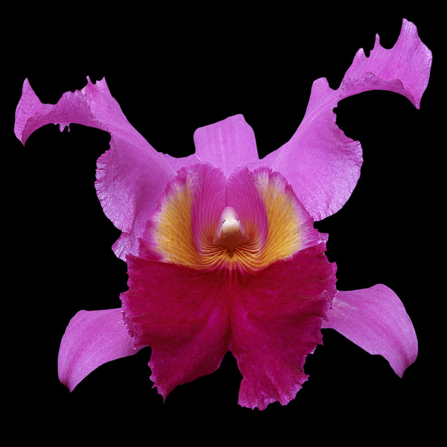 Orchid 002 Photograph by Ingrid Smith-Johnsen