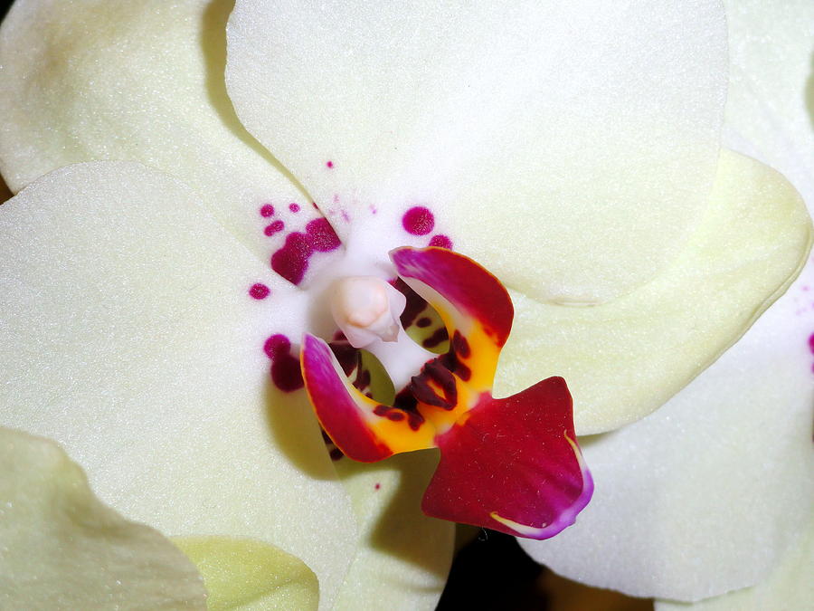 Orchid 1 Photograph by Mary Beth Landis