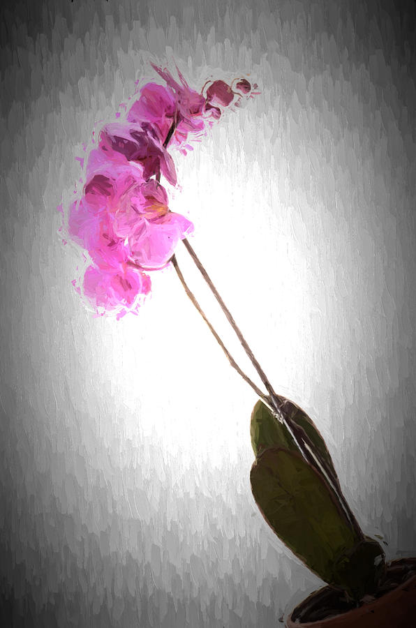 Orchid 1 Photograph by Ricardo Dominguez