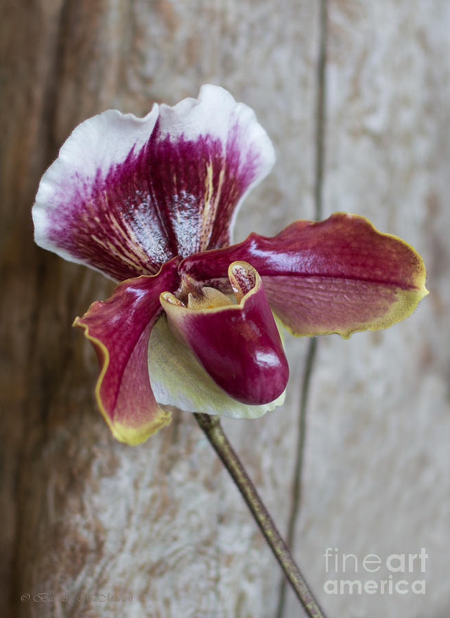 Orchid 105 Photograph by Barbara McMahon