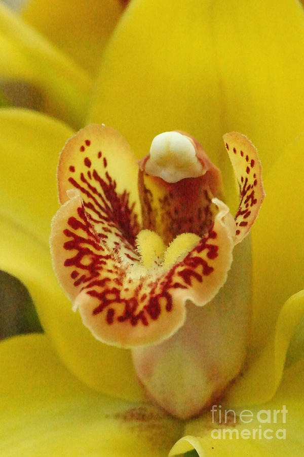 Orchid 11 Photograph by Rudi Prott